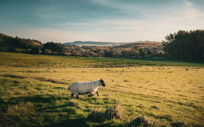 Restoring the Shepherds Who Lead Us: A Lifeline for Pastors in Crisis